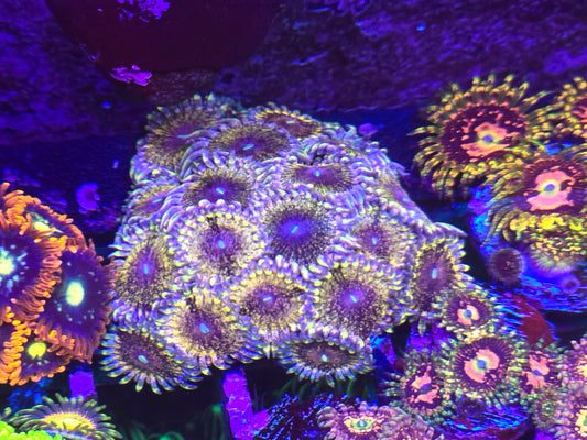 Solar Circus Zoa