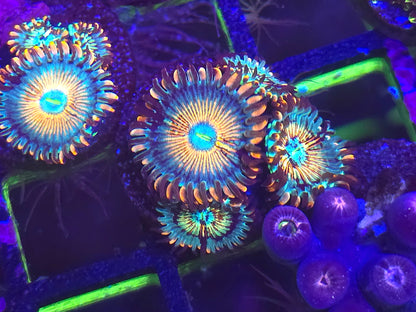 Seduction Zoanthid