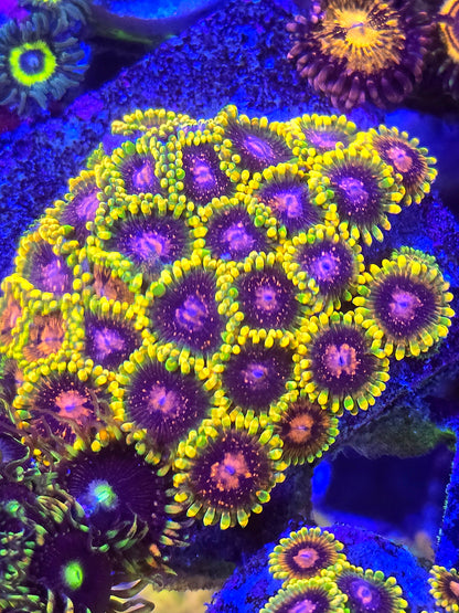 Jedi Mind Trick Zoa 3-4