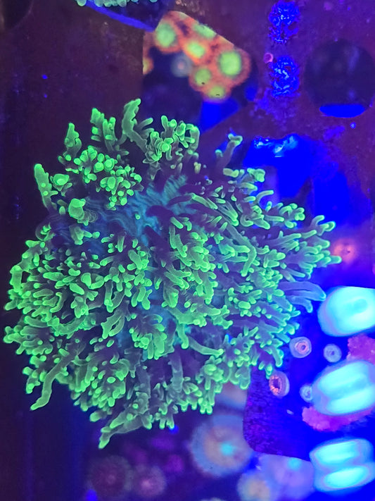 Neon Green Frilly Mushroom