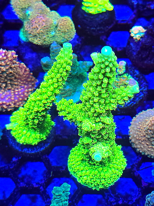 Green Slimer Acro frag