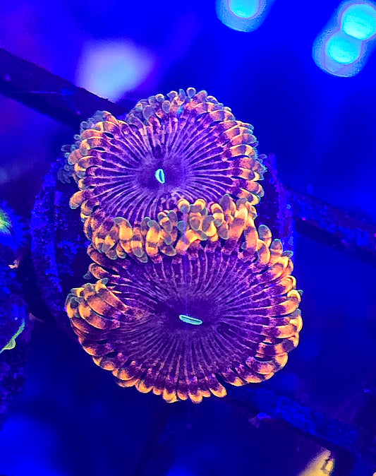 Fairy Fart Zoa 3p