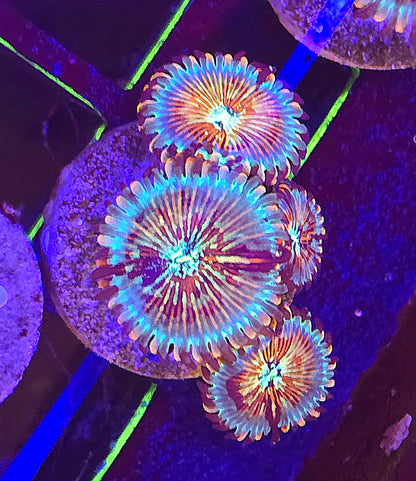 Seduction Zoanthid