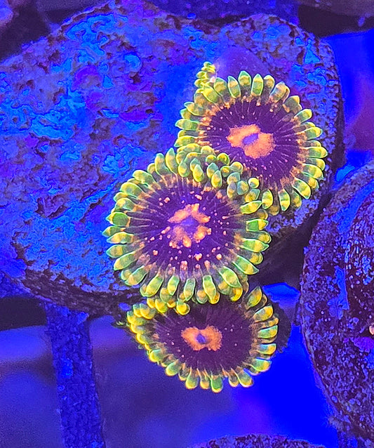 Jedi Mind Trick Zoa 3-4