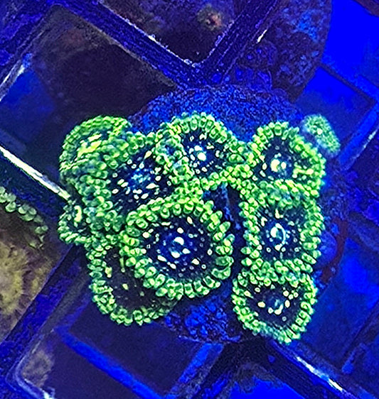 Exosphere Zoa 4-5p