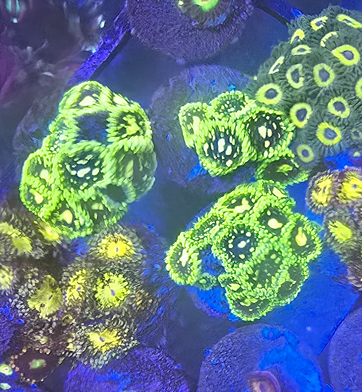 Exosphere Zoa 4-5p