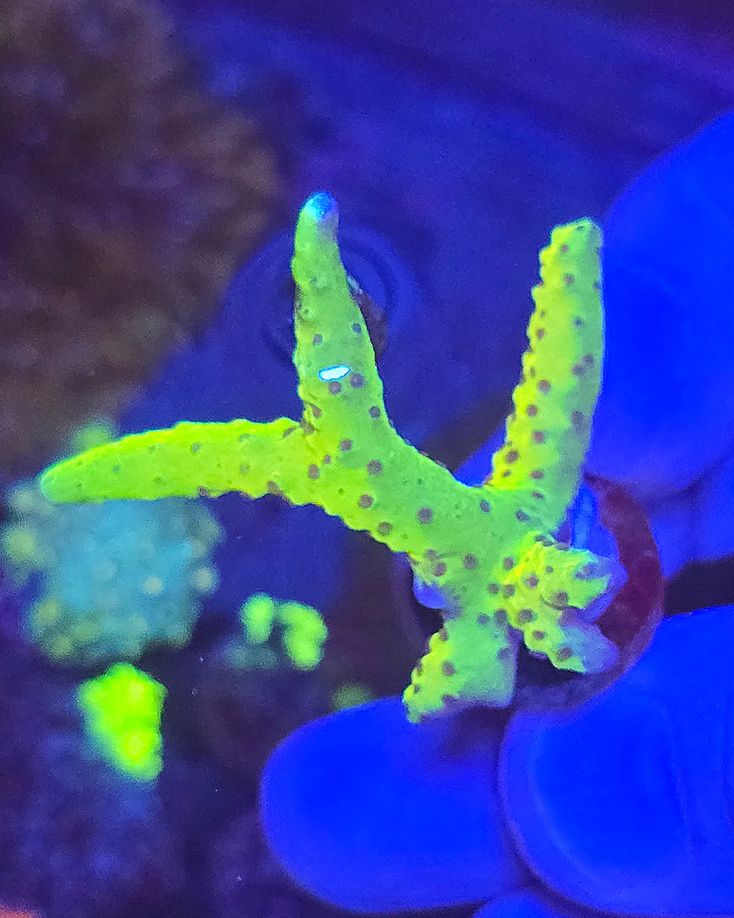 Goldenrod Anacropora