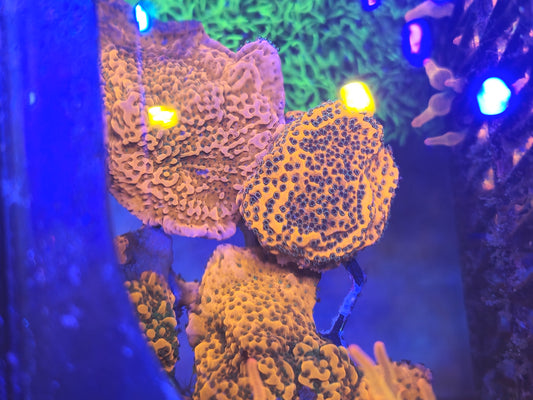 Forestfire Montipora