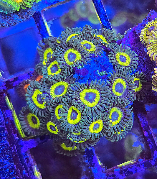 WWC Yellow Submarine Zoa 4-5p