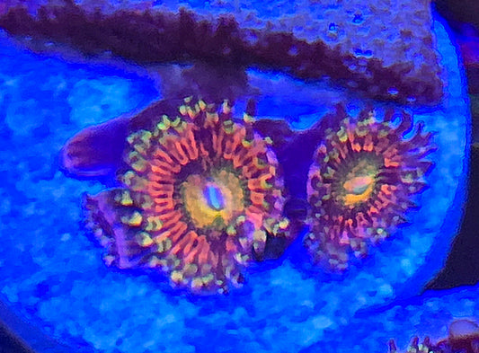 JPS Princess Oxana Zoanthid 2p WYSIWYG