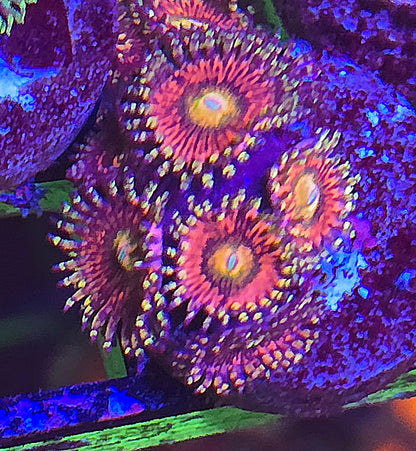 JPS Princess Oxana Zoanthid 2p WYSIWYG