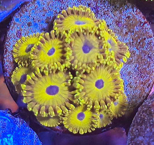 Golden Hornets Zoa