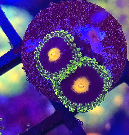 Widowmaker Zoa 2-3p