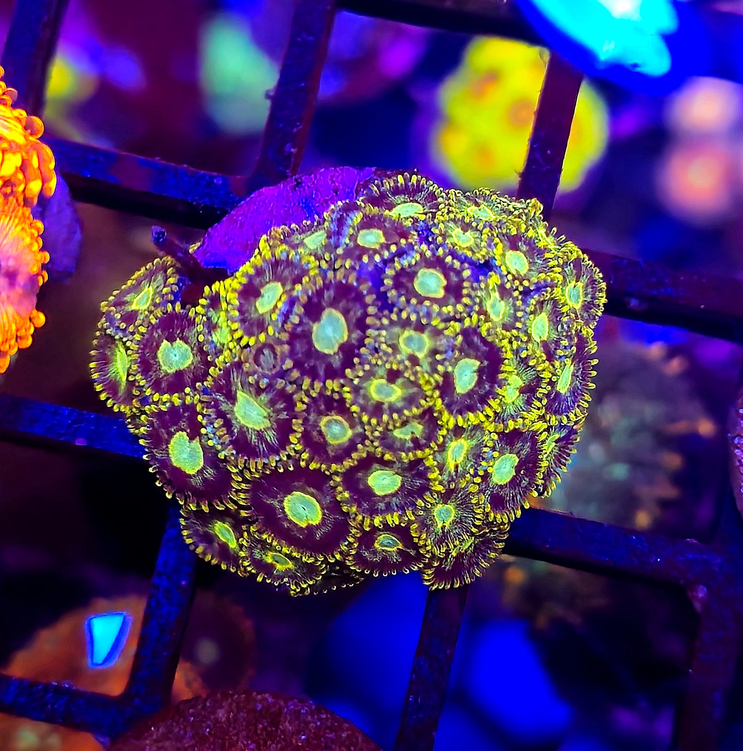 Murder Hornets Zoa almost WYSIWYG