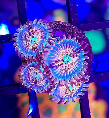 Seduction Zoanthid