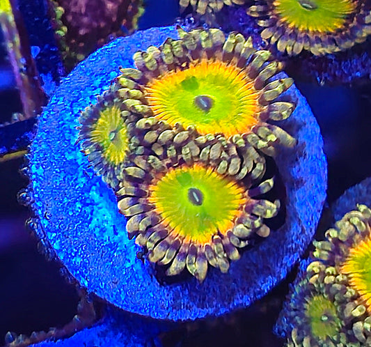 Rainbow Troll Zoa