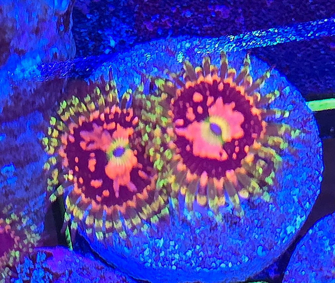 Space Chaos Zoa 2p