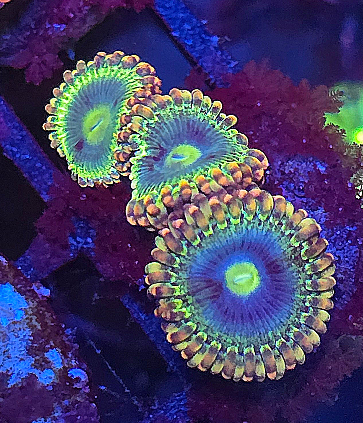 Rainbow Rhino Zoa 2p