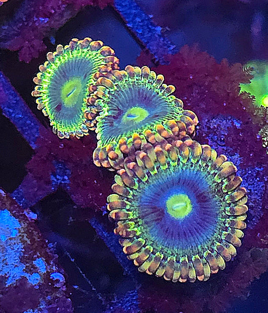 Rainbow Rhino Zoa 2p